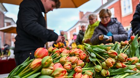 Bunte Tulpensträuße werden auf dem Tulpenfest im Holländischen Viertel verkauft. / Foto: Jens Kalaene/dpa