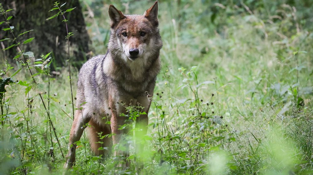 Brandenburg ist Wolfsland. / Foto: Christian Charisius/dpa