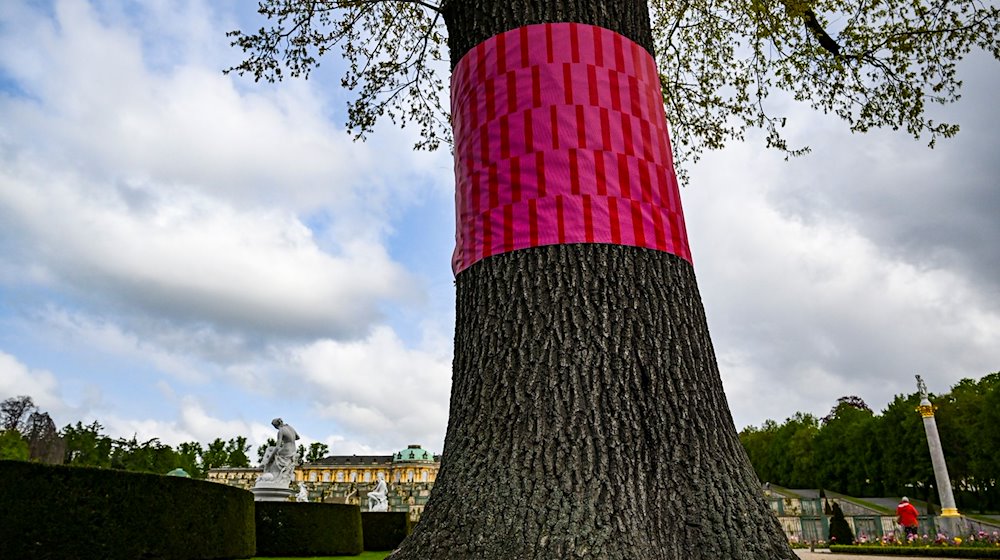 Ein Baum ist als Teil der Open-Air-Ausstellung «Re:Generation» im Potsdamer Park Sanssouci farblich markiert. / Foto: Jens Kalaene/dpa