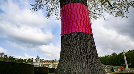 Ein Baum ist als Teil der Open-Air-Ausstellung «Re:Generation» im Potsdamer Park Sanssouci farblich markiert. / Foto: Jens Kalaene/dpa