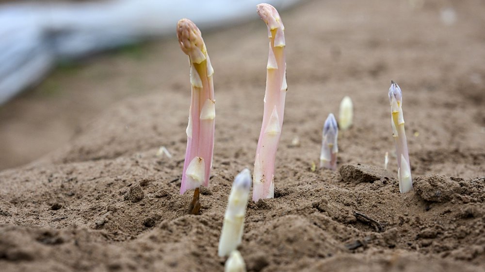 Spargelspitzen wachsen auf einem Feld vom Spargel- und Erlebnishof Klaistow aus der Erde. / Foto: Jens Kalaene/dpa