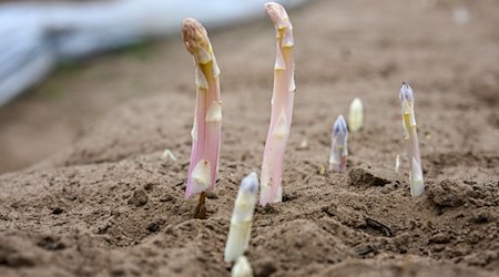 Spargelspitzen wachsen auf einem Feld vom Spargel- und Erlebnishof Klaistow aus der Erde. / Foto: Jens Kalaene/dpa