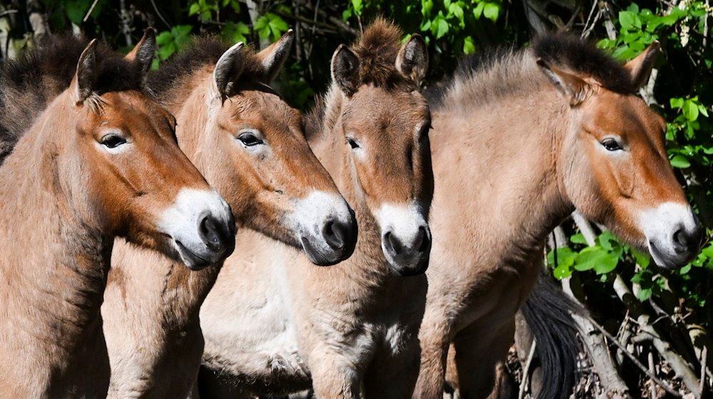 Vier Przewalskipferde stehen im Gehege im Tierpark Berlin. / Foto: Jens Kalaene/dpa