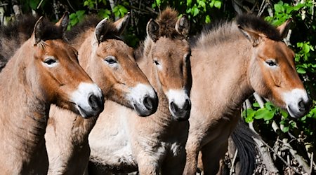 Vier Przewalskipferde stehen im Gehege im Tierpark Berlin. / Foto: Jens Kalaene/dpa