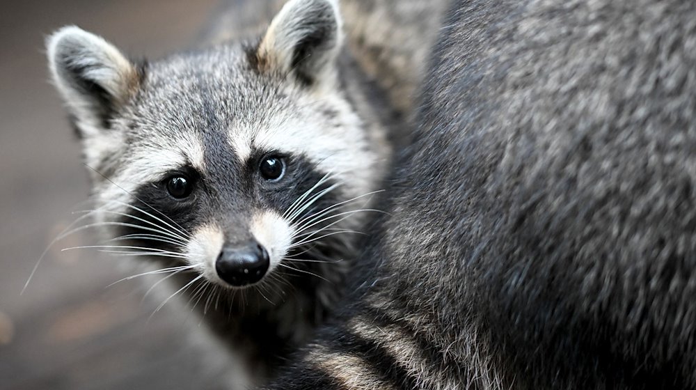 Ein Waschbär sitzt in einem Gehege. / Foto: Britta Pedersen/dpa/Symbolbild