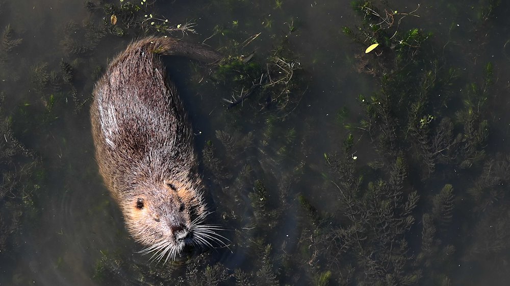Ein Nutria schwimmt in einem Fluss. / Foto: Swen Pförtner/dpa/Symbolbild