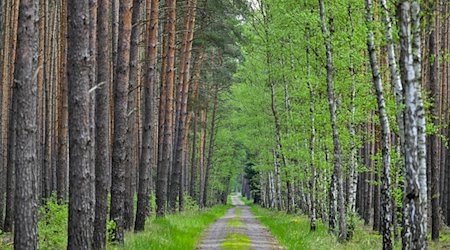 Ein Wald mit Kiefern und Birken. / Foto: Patrick Pleul/dpa