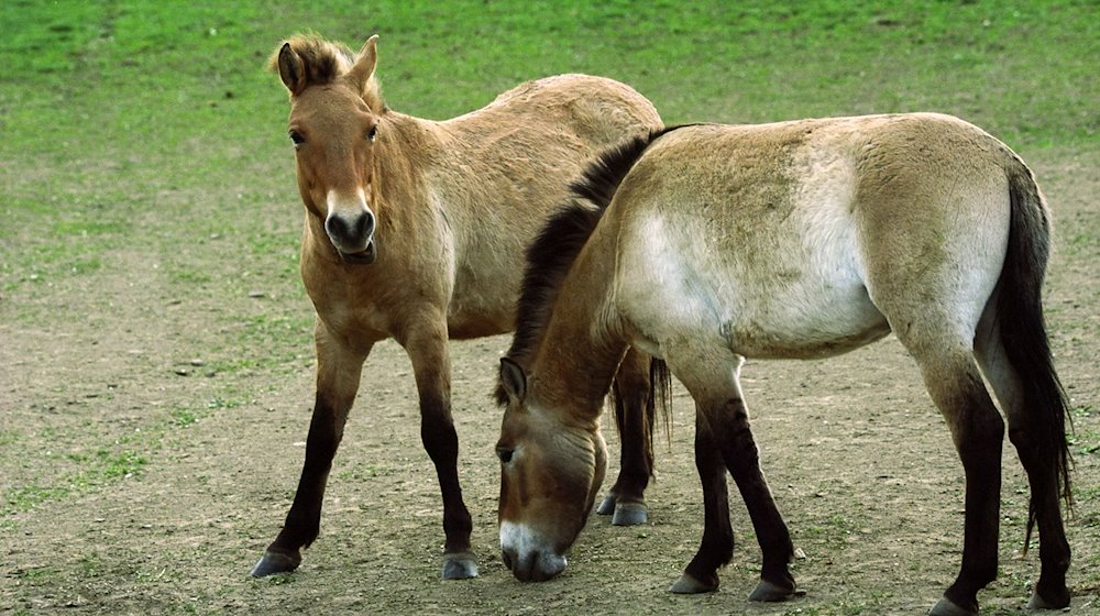 Przewalski-Pferde stehen in einer Akklimatisierungsstation. / Foto: Michael Heitmann/dpa