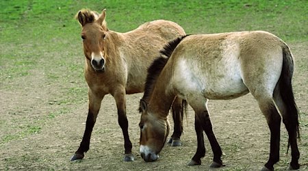 Przewalski-Pferde stehen in einer Akklimatisierungsstation. / Foto: Michael Heitmann/dpa