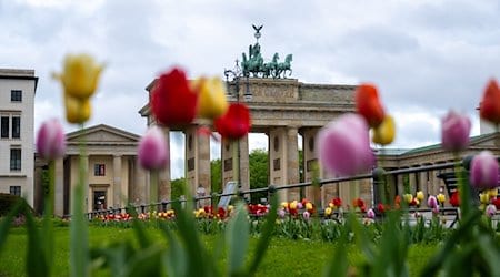 Vor dem Brandenburger Tor stehen Tulpen. / Foto: Christophe Gateau/dpa