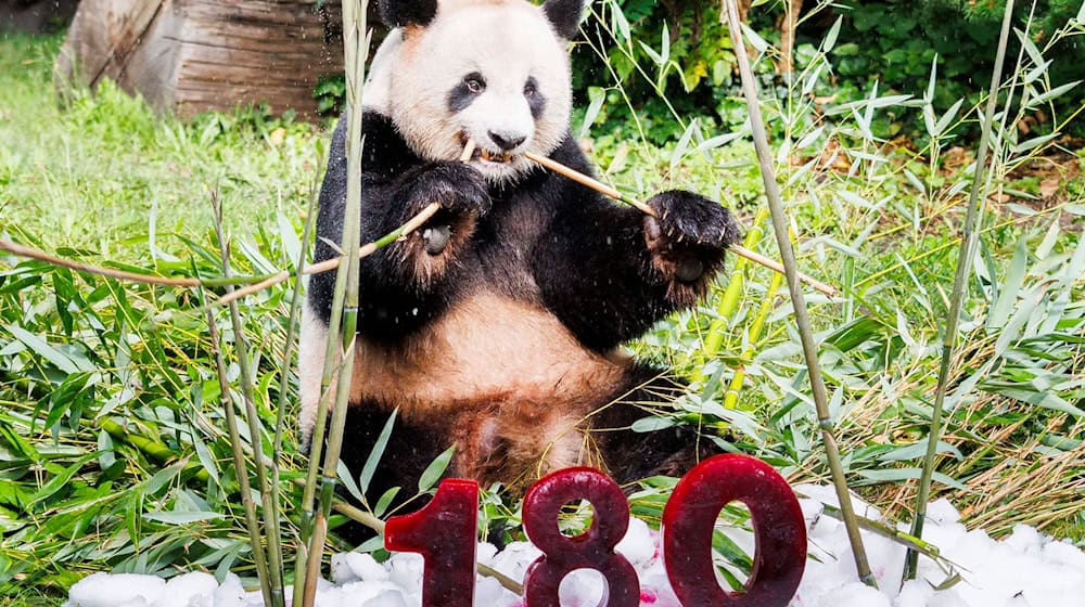 der Panda Jiao Qing sitzt im Zoo Berlin. Vor ihm steht die Zahl 180 aus Rote-Beete-Eis. / Foto: Carsten Koall/dpa