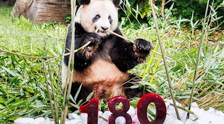 der Panda Jiao Qing sitzt im Zoo Berlin. Vor ihm steht die Zahl 180 aus Rote-Beete-Eis. / Foto: Carsten Koall/dpa