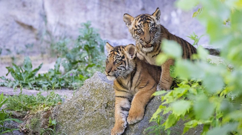 Die Tigerbabys Kuno und Ede. Die Jungen wurden nach Cartoonfiguren des DDR-Karikaturisten Erich Schmitt benannt. / Foto: Zoo Berlin/Tierpark Berlin/dpa