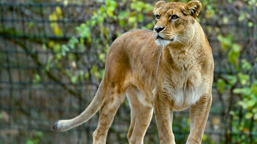 Eine Löwin steht in ihrem Gehege im Zoo von Eberswalde. / Foto: Patrick Pleul/dpa