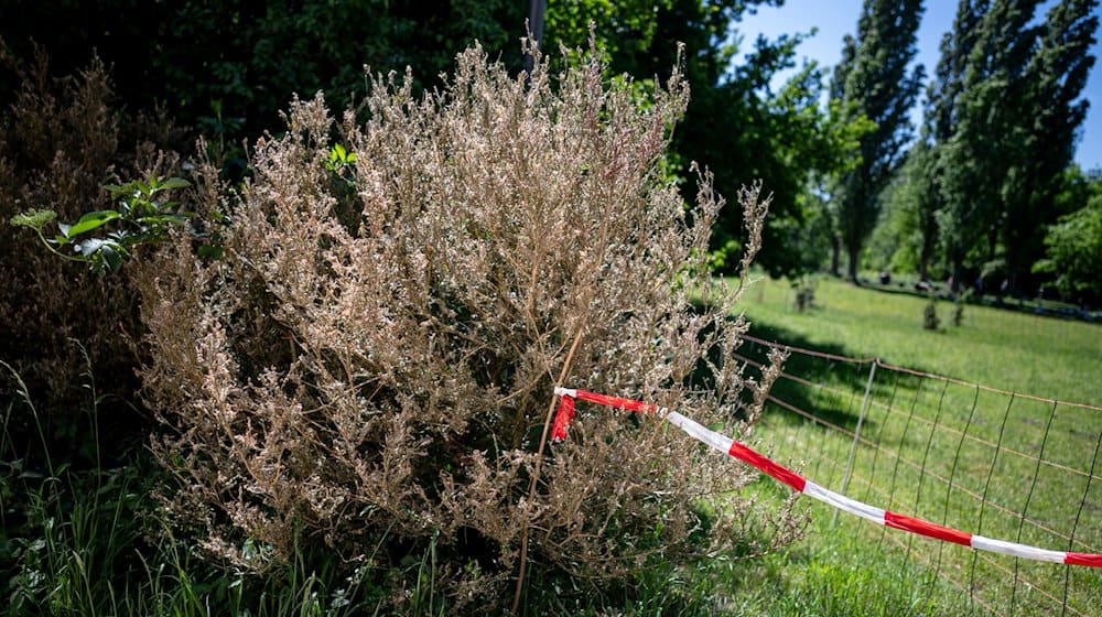 Ein vom Buchsbaumzünsler befallener Busch steht im Schlossgarten Charlottenburg. / Foto: Fabian Sommer/dpa