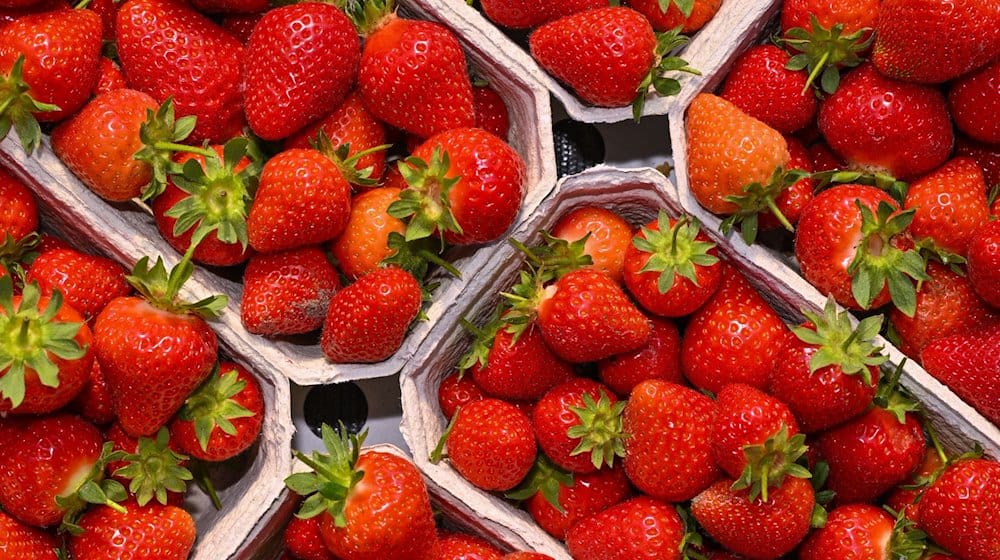 Frisch geerntete Erdbeeren sind auf dem Spreewaldhof Niewitz GmbH & Co. KG zu sehen. / Foto: Patrick Pleul/dpa