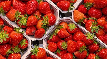 Frisch geerntete Erdbeeren sind auf dem Spreewaldhof Niewitz GmbH & Co. KG zu sehen. / Foto: Patrick Pleul/dpa