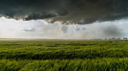 Eine dunkle Gewitterzelle mit heftigen Sturm zieht über ein Getreidefeld nahe Petersdorf im Landkreis Oder-Spree (Brandenburg). / Foto: Patrick Pleul/dpa-Zentralbild/dpa