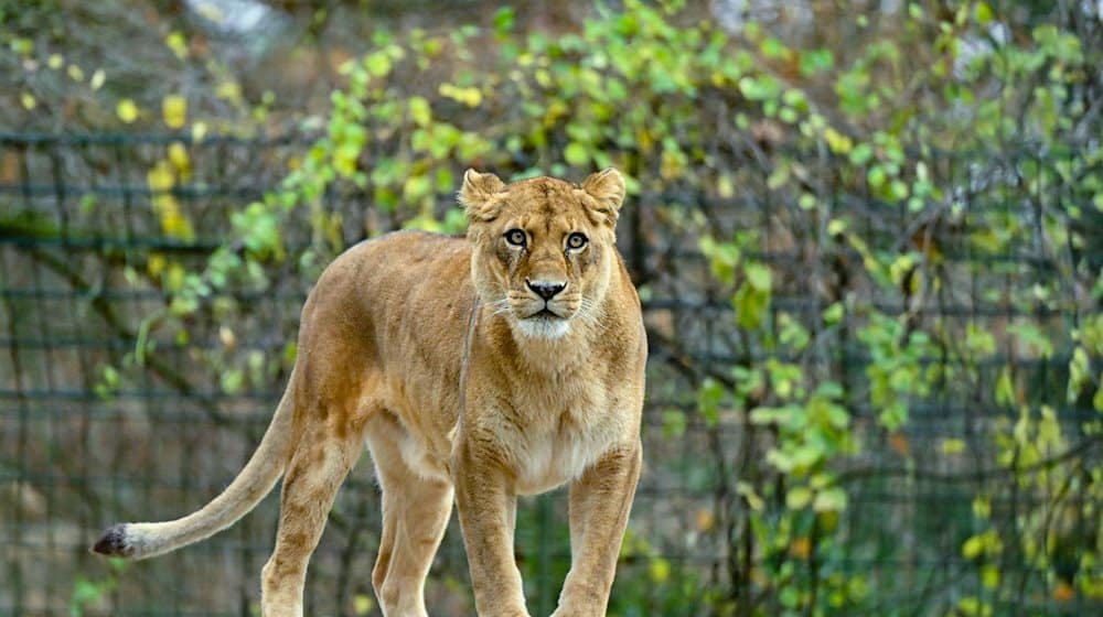 Eine Löwin steht in ihrem Gehege im Zoo von Eberswalde. / Foto: Patrick Pleul/dpa