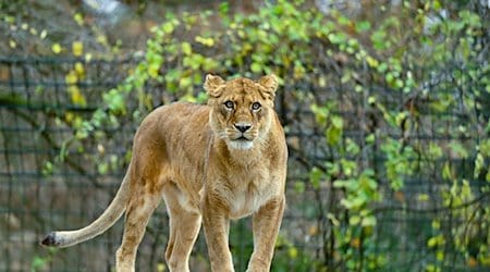 Eine Löwin steht in ihrem Gehege im Zoo von Eberswalde. / Foto: Patrick Pleul/dpa