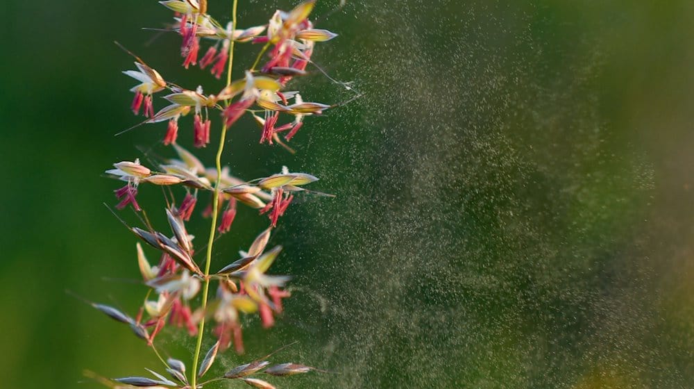 Pollen löst sich aus Gräsern an einem Wegrand. / Foto: Patrick Pleul/dpa-Zentralbild/dpa