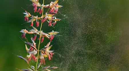 Pollen löst sich aus Gräsern an einem Wegrand. / Foto: Patrick Pleul/dpa-Zentralbild/dpa