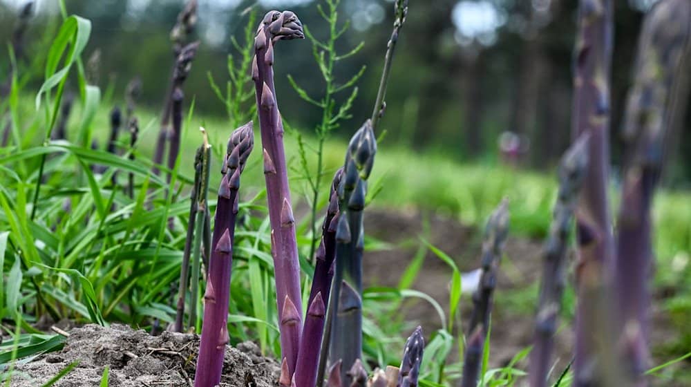 Purpurspargel wächst auf einem Feld vom Jakobs-Hof Beelitz. / Foto: Jens Kalaene/dpa