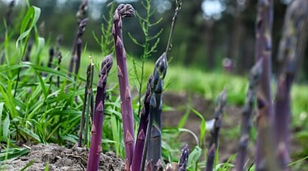 Purpurspargel wächst auf einem Feld vom Jakobs-Hof Beelitz. / Foto: Jens Kalaene/dpa