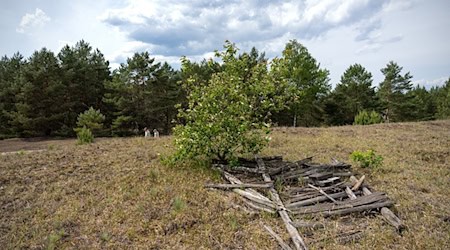 Blick auf das Wildnisgebiet Heidehof, eine der neuen Flächen der Stiftung Naturlandschaften Brandenburg - Die Wildnisstiftung. / Foto: Soeren Stache/dpa