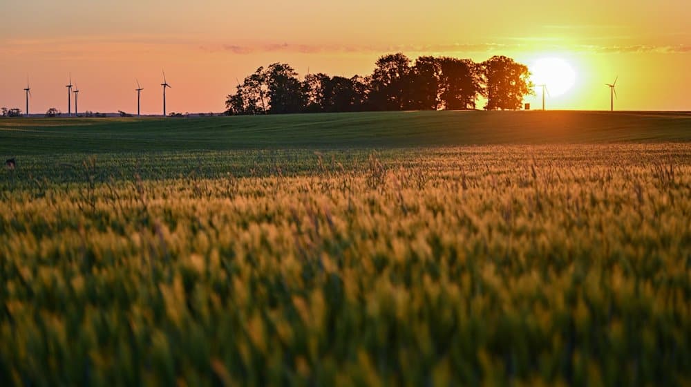 Am frühen Morgen leuchtet der Sonnenaufgang über ein Getreidefeld mit Windenergieanlagen im Landkreis Märkisch-Oderland im Osten des Landes Brandenburg. / Foto: Patrick Pleul/dpa