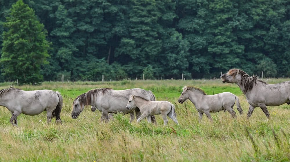 Tiere der Liebenthaler Pferdeherde laufen hintereinander her. / Foto: Patrick Pleul/dpa