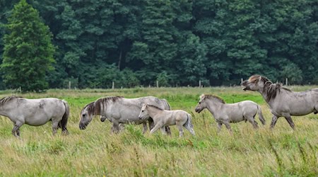 Tiere der Liebenthaler Pferdeherde laufen hintereinander her. / Foto: Patrick Pleul/dpa