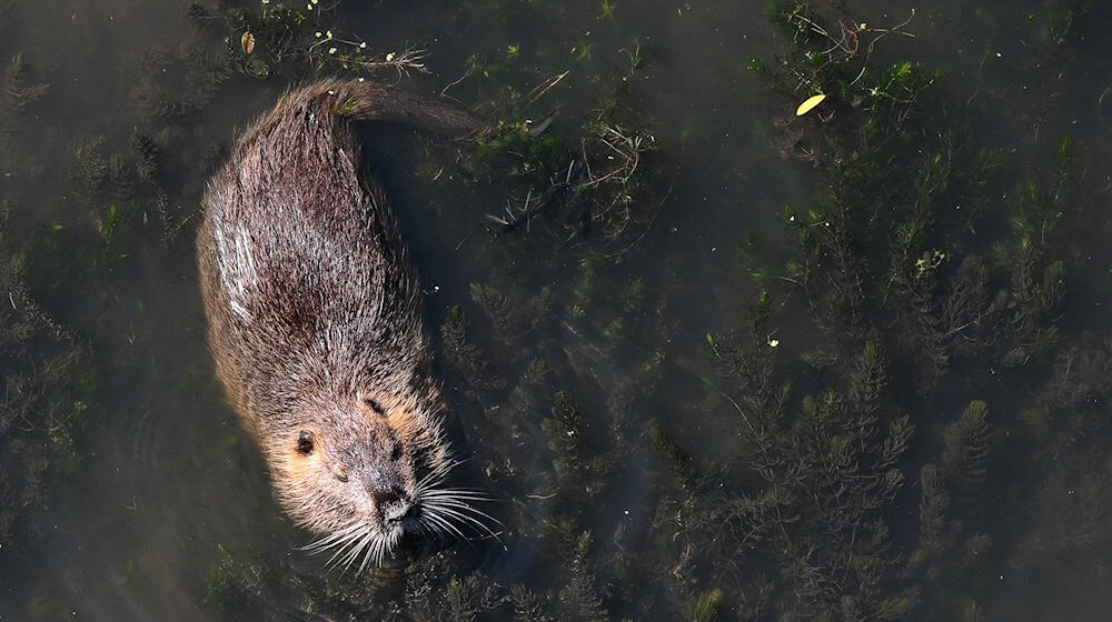 Ein Nutria (Myocastor coypus) schwimmt in dem Fluss Aller. / Foto: Swen Pförtner/dpa