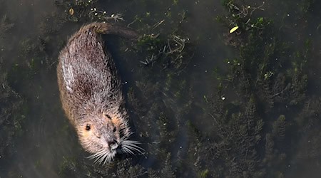 Ein Nutria (Myocastor coypus) schwimmt in dem Fluss Aller. / Foto: Swen Pförtner/dpa