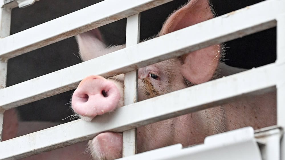 Mastschweine sind in einem Lkw für den Transport zum Schlachthof zu sehen. / Foto: Patrick Pleul/dpa-Zentralbild/dpa