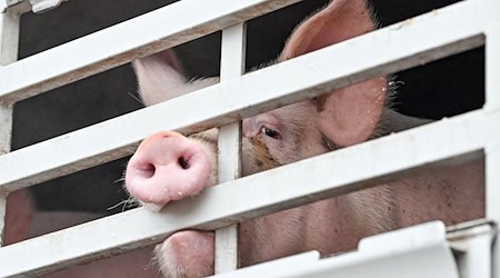 Mastschweine sind in einem Lkw für den Transport zum Schlachthof zu sehen. / Foto: Patrick Pleul/dpa-Zentralbild/dpa