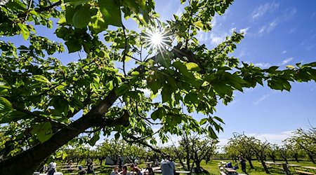 Gäste sitzen im Biohof Werder unter Obstbäumen beim 145. Werderaner Baumblütenfest. / Foto: Jens Kalaene/dpa