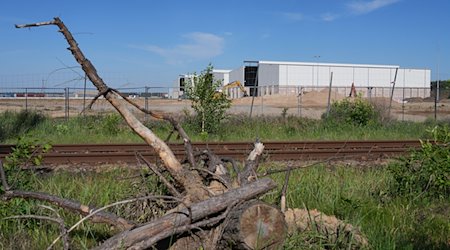 Reste eines Baumes liegen am östlichen Teil des Werksgeländes der Tesla Gigafactory am Waldrand. / Foto: Soeren Stache/dpa