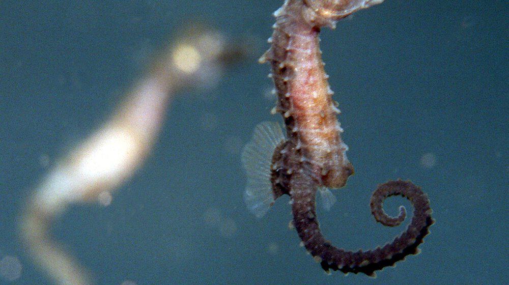 Ein vier Wochen altes Seepferdchen-Baby schwimmt in einem Salzwasseraquarium. / Foto: Wolfgang Langenstrassen/dpa