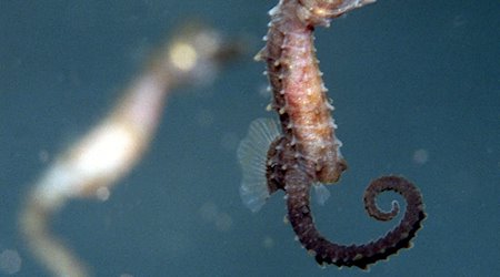 Ein vier Wochen altes Seepferdchen-Baby schwimmt in einem Salzwasseraquarium. / Foto: Wolfgang Langenstrassen/dpa