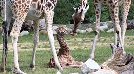 Ein Giraffen-Jungtier liegt in einem Gehege des Berliner Tierparks. / Foto: Tierpark Berlin/dpa