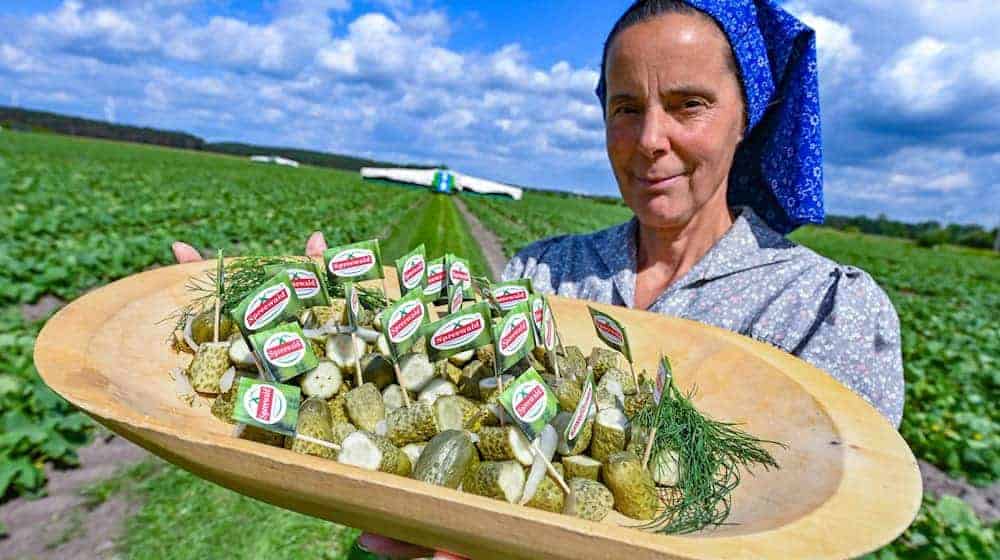 Antje Krischock trägt sorbisch-wendische Arbeitstracht zum Start der Gurkenernte im Spreewald auf einem Feld vom Spreewaldhof Niewitz. / Foto: Patrick Pleul/dpa