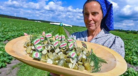 Antje Krischock trägt sorbisch-wendische Arbeitstracht zum Start der Gurkenernte im Spreewald auf einem Feld vom Spreewaldhof Niewitz. / Foto: Patrick Pleul/dpa