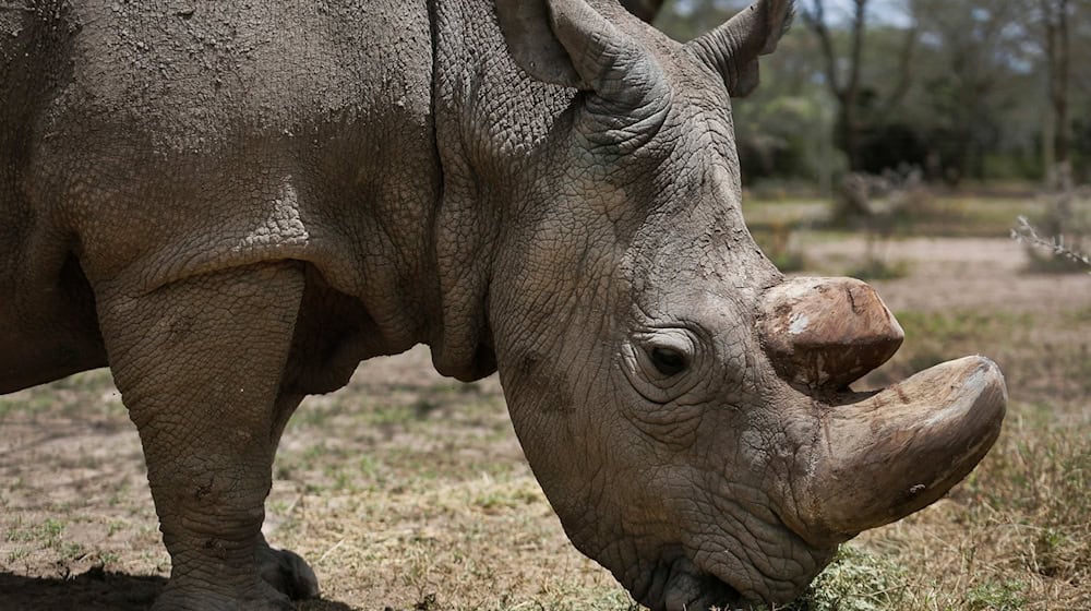 Das letzte männliche Nördliche Breitmaulnashorn «Sudan», das mittlerweile gestorben ist, steht im Wildtierreservat Ol Pejeta. Ein ausgestopftes Exemplar der stark bedrohten Nördlichen Breitmaulnashörner wurde in Nairobi ausgestellt. / Foto: Str/AP/dpa