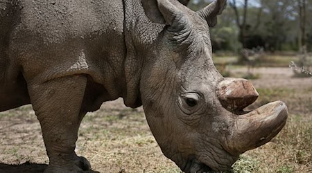 Das letzte männliche Nördliche Breitmaulnashorn «Sudan», das mittlerweile gestorben ist, steht im Wildtierreservat Ol Pejeta. Ein ausgestopftes Exemplar der stark bedrohten Nördlichen Breitmaulnashörner wurde in Nairobi ausgestellt. / Foto: Str/AP/dpa