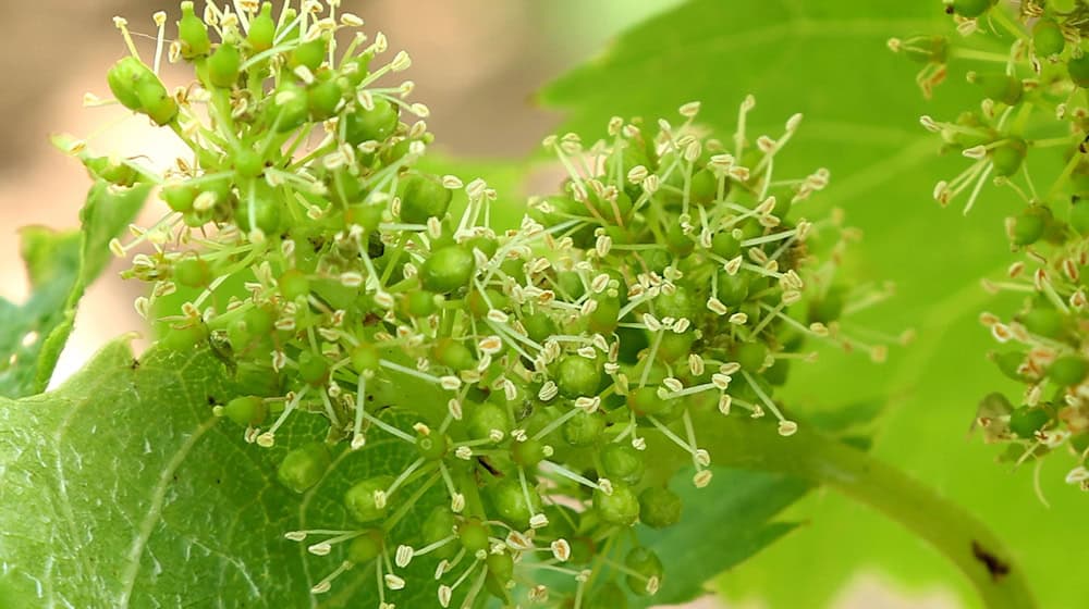 Kleine Blüten sind an einem Weinstock in einem Weinberg zu sehen. / Foto: Karl-Josef Hildenbrand/dpa