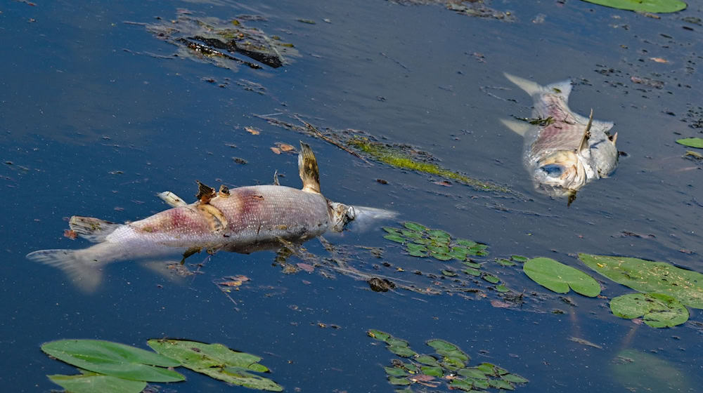 Tote Fische treiben an der Wasseroberfläche im Winterhafen, einem Nebenarm der Oder. / Foto: Patrick Pleul/dpa