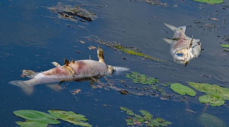 Tote Fische treiben an der Wasseroberfläche im Winterhafen, einem Nebenarm der Oder. / Foto: Patrick Pleul/dpa