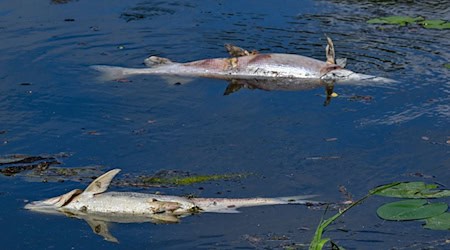 Zwei große tote Fische von etwa 50 Zentimetern Länge treiben an der Wasseroberfläche im Winterhafen einem Nebenarm des deutsch-polnischen Grenzflusses Oder. / Foto: Patrick Pleul/dpa