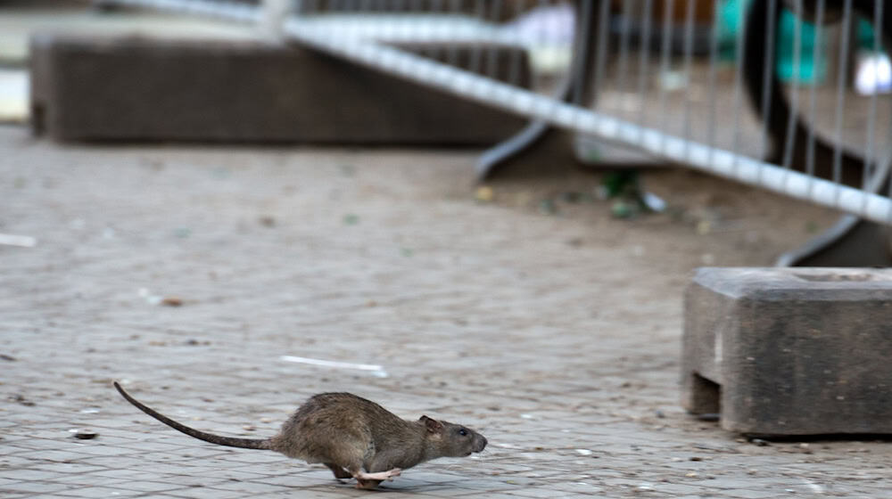 Eine Ratte läuft davon, aufgeschreckt durch die Aufräumabeiten der Stadtreinigung. / Foto: Bernd von Jutrczenka/dpa